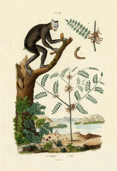 Indigo, 1833-39 tekijältä French School